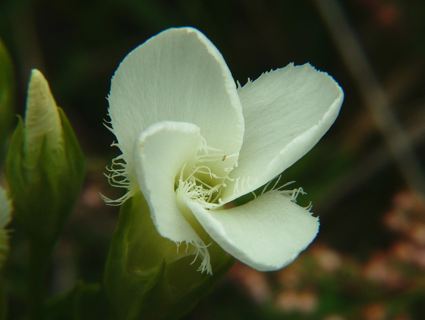 Gentianopsis ciliata (forma alba)/Genziana sfrangiata